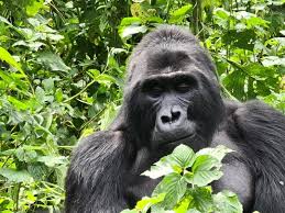 gorilla trekking experience 