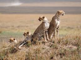 serengeti national park