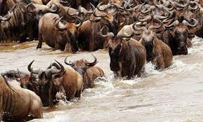 wildebeest migration